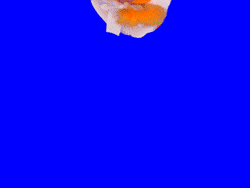 GIF1